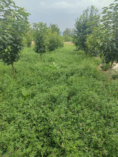 The image depicts an outdoor scene in a rural or semi-rural area, likely in or around the city of Жаңы-Абад, Kyrgyzstan, characterized by lush green vegetation. In the foreground, a dense carpet of low-lying green plants, possibly clover or alfalfa, covers the ground, interspersed with a scattering of small purple flowers. Several young trees with green leaves are planted in rows, their trunks visible above the ground cover. These trees appear to be of a uniform size and age, suggesting they are part of an orchard or a planted grove. In the background, taller trees and some distant structures or natural formations are visible under an overcast sky. The overall impression is one of natural growth and cultivation. There are no people or animals visible in the image.