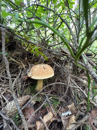 A single mushroom with a light brown cap and a pale yellow stem is centered in the lower half of the frame. It grows amongst a dense undergrowth of twigs, pine needles, and fallen leaves. The environment appears to be a forest floor, characterized by natural, earthy textures and muted colors. The background is filled with blurred green foliage and branches, suggesting a wooded area. The lighting indicates an overcast day or shaded forest conditions. The specific location in Raikuzi, Russia, is not discernible from the visual information provided.