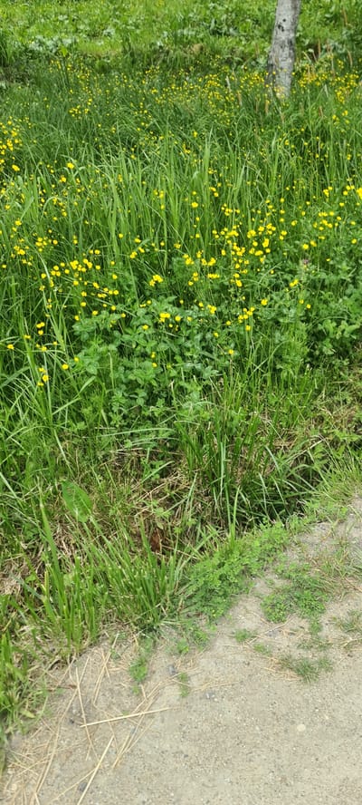 The image shows a close-up, ground-level view of a grassy area dotted with small yellow wildflowers. Tall green grass and clover-like plants dominate the scene, with a patch of dry, straw-like debris in the lower left and a dirt path or edge on the right. A textured tree trunk is visible in the upper right quadrant, partially obscured by the vegetation. The overall impression is of a natural, uncultivated outdoor space. The location is Aniva, Russia.