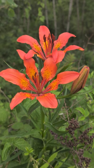 A close-up, vertical shot captures two vibrant orange lily flowers in full bloom, with a third bud partially visible. The flowers are adorned with delicate dark spots and have prominent stamens and pistils. The petals are slightly curled, giving them a dynamic appearance. Surrounding the lilies are lush green leaves and other foliage, creating a natural, outdoor setting. In the upper right corner, a cluster of small, dark flower buds or seed heads adds texture to the scene. The background is softly blurred, consisting of a verdant mix of leaves and branches, suggesting a garden or woodland environment. The lighting appears natural, indicating it could be daytime. There is no visible text in the image.