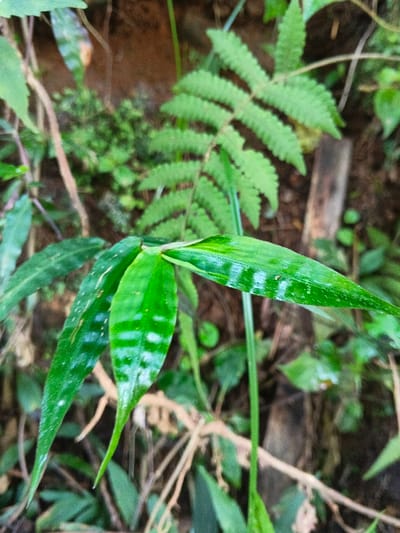 The image displays a close-up view of natural green foliage. In the immediate foreground, a cluster of broad, lanceolate, glossy green leaves exhibits distinct light green or whitish banded patterns. Behind this grouping, a larger, vibrant green fern frond with characteristic pinnate leaflets is partially visible. The background is blurred, showing additional dark green vegetation, areas of brown soil, and sparse dried organic matter. The overall scene indicates an outdoor, natural environment consistent with dense plant growth. No individuals, animals, or man-made objects with specific identifying features are present. The location is an unspecified natural area within Mengzi City, China, with no further visual cues to pinpoint a precise address or landmark within the city.