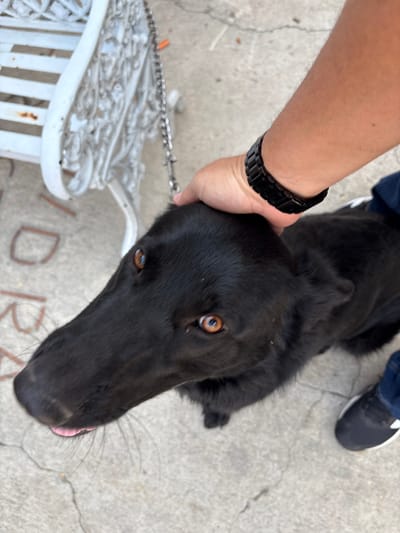 The scene depicts an overhead view of a human interacting with a dog in Chamilpa, Mexico. A human's right arm, wearing a black link-style wristband or watch, is shown petting the head of a black dog. The dog, with amber-brown eyes and a long snout, is looking upwards and slightly to its left; its pink tongue is slightly extended. The dog appears to be on a leash, with a metal chain leash visible extending towards an ornate, white, possibly metal or cast-iron bench structure in the upper left background. The human's left leg, clad in blue jeans and a black sneaker with a white sole, is partially visible in the lower right. The ground is light gray concrete, exhibiting cracks and some faint, out-of-focus red lettering or graffiti. The overall setting appears to be outdoors.