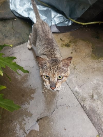 In Kotakonda, India, a lean domestic cat, exhibiting mottled brown, black, and tan tabby markings, stands on wet, cracked concrete pavement, looking directly upwards towards the viewer. The cat has prominent white whiskers and alert light green-yellow eyes. Its fur appears somewhat damp. To the left foreground, out-of-focus large green leaves from a plant are partially visible. In the background, a crumpled light blue or silver tarp covers an obscured area, with a thin yellowish-green vine extending horizontally near its base. The concrete ground shows numerous reflections from standing water, water spots, and patches of green discoloration, indicative of moss or algae growth.