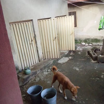 The image depicts an outdoor courtyard with a dog in the foreground. The setting appears to be a somewhat dilapidated area, possibly a backyard or service area, with a concrete floor that is cracked and uneven, showing signs of wear and tear, and patches of moss or algae growth on the walls and ground. To the left, there are two large, weathered metal buckets, one partially filled with water. A green and gray patterned kettle sits on a concrete ledge in front of a corrugated metal door.
Behind the buckets and kettle are two identical corrugated metal doors, painted a pale yellow. These doors are positioned next to each other and have simple metal handles. To the right of these doors, there is a brown metal gate, also corrugated. Adjacent to the gate is a small window with bars. In the background, a light-colored wall with some grime and water stains is visible. A clothesline is strung across the top of the image, with a piece of bright green fabric with a black pattern hanging from it. Several large, rough concrete blocks are scattered on the ground to the right of the gate, one of which appears to be part of a low structure.
A medium-sized, light brown dog with a curled tail is the main subject in the foreground. It is walking away from the viewer, with its head lowered, possibly sniffing the ground. The dog's posture suggests it is in motion, and its fur is short and appears a bit ruffled.
The lighting suggests it is daytime, but the overall atmosphere is somewhat muted, perhaps due to overcast conditions or the general state of disrepair. The location cues, such as the style of the doors, the presence of the buckets and kettle, and the general aesthetic, are consistent with a setting in Mangu, Nigeria. There is no visible text in the image.