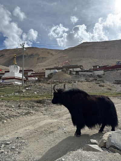 The image shows a yak standing on a dirt road in Tashi Dzom town, China. In the background, there is a mountain and a sky with clouds. There is a white stupa and a small building complex that may include houses or small temple rooms in the middle ground. Overhead power lines are visible. The yak is black and furry.
