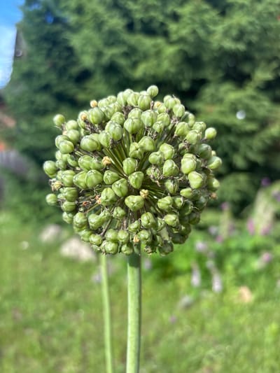 A close-up, eye-level shot focuses on the seed head of an Allium plant, which is green and bulbous, resembling a cluster of small, plump seed pods. The seed head is positioned centrally in the frame, dominating the foreground. The plant's stem is visible below the seed head, a thick, green stalk. The background is softly blurred, revealing a sunlit garden setting. To the left, out of focus, a portion of a fence and what appears to be a building is visible. The middle ground shows lush green grass with hints of purple flowers. The farthest background is a soft blur of more greenery, likely trees. The lighting suggests it is a bright, sunny day. The image was captured in a garden in the city of Vsevolodovo, Russia.
