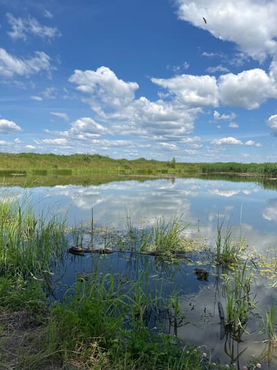 A tranquil, serene natural landscape unfolds under a bright blue sky dotted with fluffy white clouds. The scene is dominated by a calm body of water, reflecting the sky and surrounding vegetation like a mirror. On the far side of the water, a gentle, grassy hill rises, topped with more greenery. The foreground features dense, tall green reeds and grasses growing along the water's edge, with some aquatic plants floating on the surface of the water. A bird is visible soaring in the upper right portion of the sky. The overall impression is one of peaceful, undisturbed nature, possibly in the vicinity of Буркоўскі сельскі Савет, Belarus.