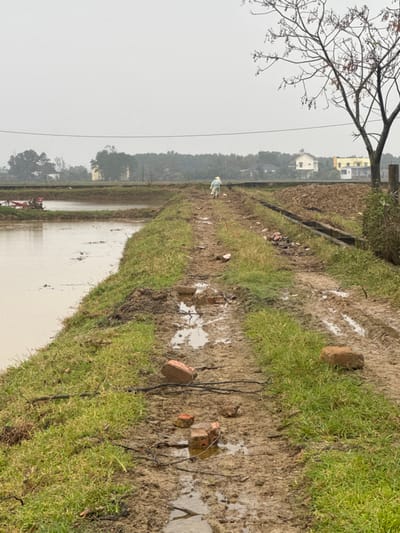 This image depicts a rural agricultural landscape in Đông Hà Ward, Vietnam, under an overcast sky. A muddy, unpaved dirt path, heavily rutted with tire tracks and containing multiple puddles, extends from the lower center foreground into the middle distance. Scattered reddish-brown bricks and dark debris lie along the path. To the left of the path, a rectangular body of turbid, light brown water, consistent with a flooded field or aquaculture pond, occupies the midground. A red and white agricultural machine is partially visible on the far bank of this water body. To the right of the path, an elevated dirt mound runs alongside a concrete drainage channel. A bare tree with thin branches is prominently positioned in the upper right foreground. A lone individual, dressed in light-colored attire and wearing a conical hat, walks away from the viewer along the muddy path in the middle distance. The background features a distant treeline, power lines, and several low-rise residential structures with light-colored facades.