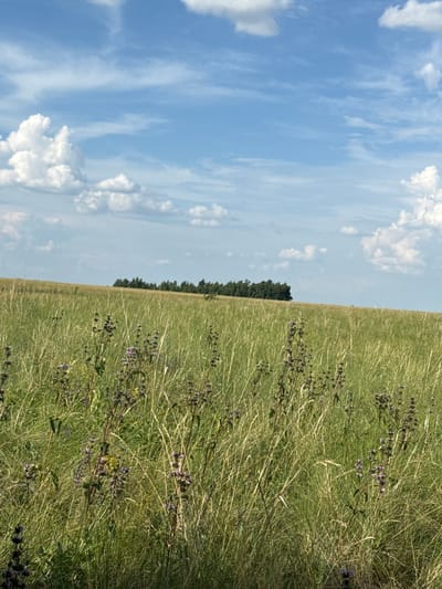 The image shows a wide, grassy field under a blue sky with scattered white clouds. The perspective is low, with the foreground filled with tall green grass and some dried stalks. There are also some small purple flowers visible in the grass. In the distance, a line of dark green trees forms a stark contrast against the lighter green of the field. The sky takes up the left side of the image, with wispy white clouds stretching across the blue expanse. The overall impression is of a rural landscape, likely a meadow or pasture, bathed in natural light, suggesting it is daytime. The absence of people or man-made objects indicates a natural, uncultivated setting. The location context provided is Жаңаауыл, Kazakhstan, which aligns with the description of a vast, open grassland. There is no visible text in the image.