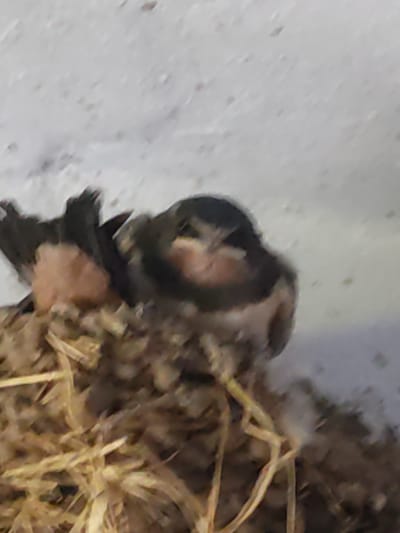 This is a close-up, slightly blurry, photograph of two young birds, likely swallows, nestled together in a bird's nest. The nest is constructed from dried grass and mud. The birds have dark feathers and visible pink mouths. One bird is more visible than the other, with its head turned towards the camera. The background appears to be a light-colored, textured surface, possibly a wall. The image was taken in Stoianovca, Moldova.