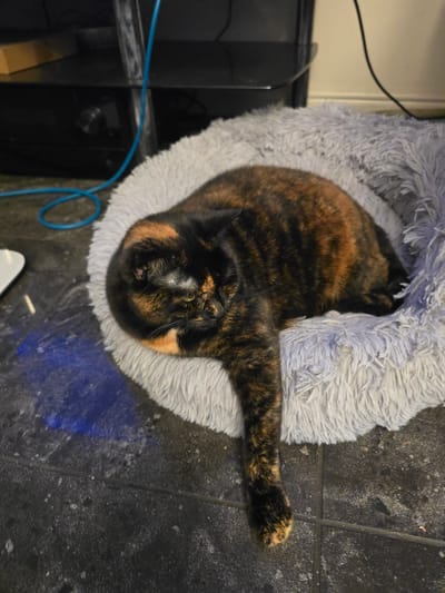 A tortoiseshell cat is lying in a round, grey, fluffy pet bed. The cat is curled up with its head resting on its paws, and one front leg is extended out of the bed. The cat's fur is a mixture of black, brown, and orange patches. The pet bed is placed on a dark, tiled floor, which appears to have some dust or debris on it. In the background, a black electronic device and a blue cable are visible. The scene is indoors, likely in a domestic setting. The location is the city of Canterbury, United Kingdom.
