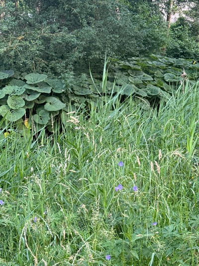 The image captures a natural landscape in Amstelveen, Netherlands, characterized by lush vegetation and a dense growth of plants. The foreground is dominated by tall green grass and wild flowers, interspersed with feathery seed heads of various grasses. Several small purple flowers are visible scattered throughout the grassy area. Behind the tall grass, a large cluster of broad, heart-shaped green leaves, likely from a burdock plant, forms a dense layer. Beyond this, a backdrop of trees and shrubs creates a natural, verdant screen. The overall impression is one of an untamed, overgrown natural area, possibly a park or a nature reserve within the urban environment of Amstelveen. There are no people or man-made structures visible in the frame.