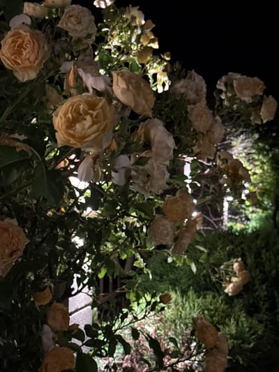 This is a nighttime photograph of yellow roses in the city of Tyulenovo, Bulgaria. The roses are illuminated by artificial light, creating a soft glow. The background is dark, with some out-of-focus greenery visible. There are no people or animals in the image.