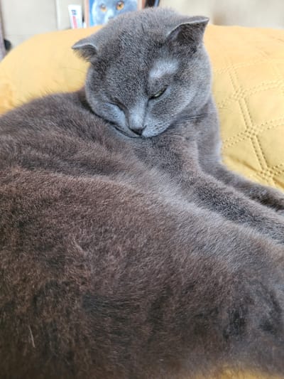 The image shows a close-up of a gray cat sleeping on a yellow, quilted surface. The cat's eyes are partially closed, and its head is resting on its paws. The background is blurred, but it appears to be indoors. There is no information to suggest this image is located in Pervouralsk, Russia.