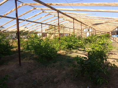 The image depicts the interior of a greenhouse in Uchqizil, Uzbekistan. The greenhouse structure is made of wood and metal poles, with a partially completed or damaged roof. Rows of young, leafy green plants are visible throughout the greenhouse. The ground is composed of dirt and dry grass. In the background, buildings made of brick are present. The sky is clear and blue. No people are visible in the image.