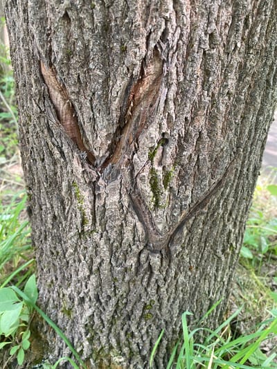 The image shows a close-up view of the bark of a tree, likely in an outdoor environment with green grass and foliage visible at the bottom and sides. The tree bark is rough and textured, with visible vertical ridges and furrows. There are two distinct V-shaped gashes or cuts in the bark, forming an "X" pattern. The cuts appear to be recent or at least not fully healed, with exposed lighter-colored wood underneath. Small patches of moss are also visible on the bark. The overall lighting suggests it is daytime. There is no specific information in the image to indicate the location within the city of Shelkovo, Russia.
