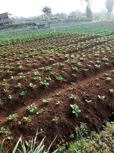 The image depicts an agricultural field in Bellanneoya, Sri Lanka, characterized by rows of young cabbage plants growing in rich brown soil. In the background, a larger, more mature field of similar produce stretches towards a hazy horizon. The scene is illuminated by natural light, suggesting it was taken during the daytime. A rustic, weathered shack with a corrugated iron roof is visible amidst the greenery in the middle ground, along with elements of a building that appears to be a multi-story structure with wooden accents in the upper left corner, and further in the distance, what looks like a greenhouse structure. Vegetation surrounding the field includes trees and smaller plants. The overall impression is one of agricultural cultivation in a rural or semi-rural setting.