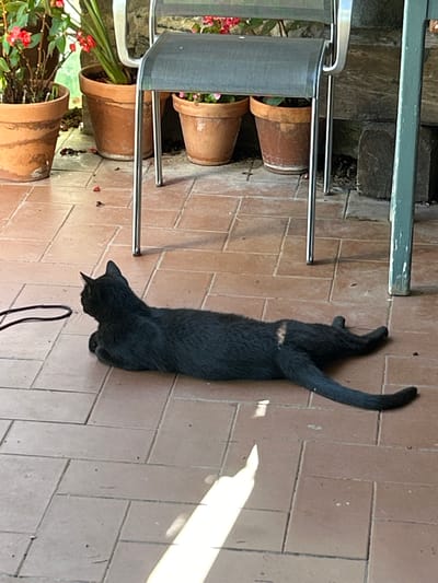 A black cat is lying on a tiled patio in Tordera, Spain. The cat is stretched out on its side with its head down, appearing to be resting or sleeping. The patio is made of light brown tiles laid in a pattern. To the left of the cat, there is a portion of a chair with a grey fabric seat and silver metal legs. Several terracotta pots with plants are visible behind the chair. Some of the plants have small pink flowers. The scene is outdoors, and the sunlight suggests it is daytime. The lighting creates distinct shadows on the patio. A thin black cord, possibly part of a leash or a cable, is visible on the patio near the cat. The overall impression is one of a peaceful, domestic outdoor setting.