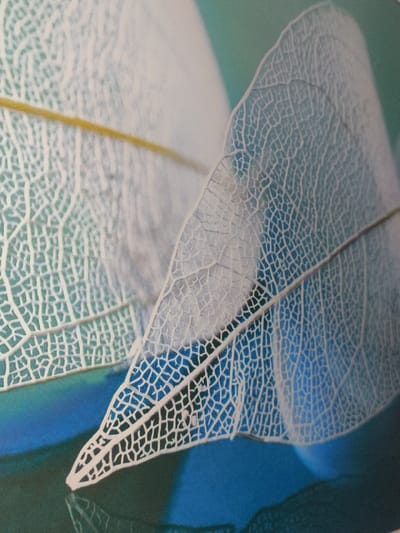 The image displays a macro photograph featuring several overlapping skeletonized leaves. The prominent foreground leaf, oriented diagonally from the bottom-left to the upper-right, is white and exhibits an intricate network of fine veins and a central midrib. Its pointed tip rests on a reflective, dark blue-green surface, producing a faint, distorted reflection of its structure. Another partially visible skeletonized leaf, also white with a clear vein structure and a subtle yellow tint on a central vein, is located in the upper-left background, appearing slightly out of focus. The background transitions from a light teal or green hue at the top to a vibrant, deep blue at the bottom. No people or discernible actions are present. The environment appears to be a controlled studio setting, possibly for artistic or scientific photography. The location in the city of Liège, Belgium, cannot be determined from the visual information provided in the image.