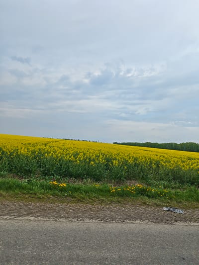 The image shows a field of yellow flowers under a cloudy sky. In the background, a line of trees is visible. A road is in the foreground with trash.
There is no evidence of this image being in the city of Zhornyshche, Ukraine.