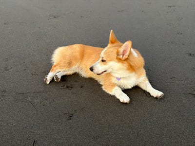A corgi lies on a dark grey sandy beach. The dog has tan and white fur, upright ears, and a purple collar. It's positioned lengthwise with its head turned slightly to the left, its eyes appearing closed or nearly so. The sand appears damp and smooth with a few paw prints visible near the dog. The lighting is even and suggests an overcast day.