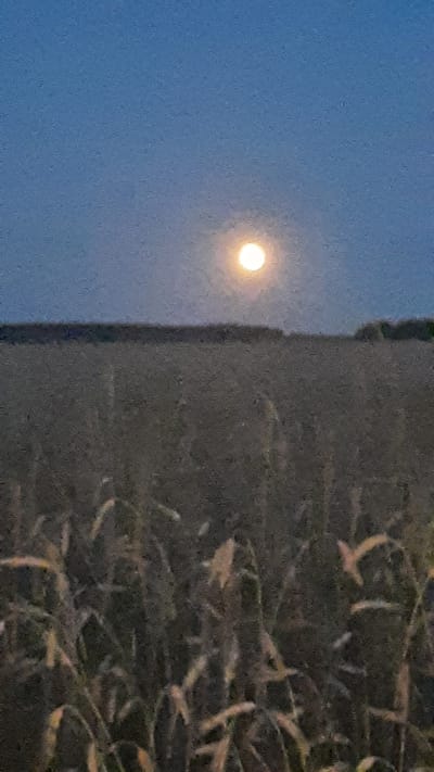 A full moon is visible in a clear blue twilight sky above a field of tall, dry grass. The moon is bright and appears to be slightly diffused, possibly due to atmospheric conditions. The field stretches across the lower half of the image, with the grass appearing dense and uniform. A dark line, likely a treeline or the edge of a distant forest, can be seen horizontally across the middle ground. The overall scene suggests an outdoor rural landscape at dusk or dawn. The location is in the Славенскі сельскі Савет, Belarus.