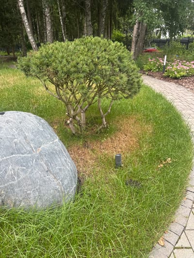 The image depicts a well-maintained garden area with a focus on a small, manicured pine tree. The tree is centrally located and has a rounded, dense canopy supported by several woody branches. It is surrounded by vibrant green grass. To the left of the pine tree is a large, smooth gray boulder. A paved pathway, made of interlocking rectangular stones, curves around the grassy area on the right side of the frame. In the background, a dense forest of birch and pine trees forms a natural backdrop. Scattered amongst the trees are hints of a black fence. A small, dark gray outdoor light fixture is partially visible in the grass near the base of the pine tree. The lighting suggests it is daytime with overcast skies. There are no people visible in the image. The overall impression is one of a serene and tidy natural landscape, possibly a residential garden or park. The location within the city of Uyut, Russia, cannot be determined from the visual information alone.