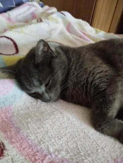 This is a close-up, eye-level shot of a gray cat sleeping on a soft, textured blanket. The blanket has a pattern of light pink and white stripes, with some darker pink circles and hints of yellow. The cat is lying on its side, with its head resting on the blanket. Its eyes are closed, and its ears are perked slightly. The cat's fur is short and appears to be a solid gray color. The background is out of focus but appears to be a wooden surface. The lighting is soft and diffused, suggesting it might be daytime indoors, or perhaps a dimly lit room. The overall mood of the image is peaceful and serene, conveying a sense of comfort and relaxation. No text is visible in the image. The location context of Sheptytskyi, Ukraine is provided but not visually evident in the image itself.