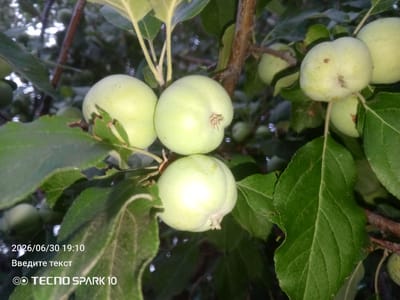 A cluster of unripe, pale green apples hangs from a tree branch amidst lush green foliage. The apples are round with slight indentations at the top and bottom. Some show minor blemishes or brown spots. The background is a blur of green leaves and tree trunks, suggesting an outdoor, natural setting. In the lower left corner, a timestamp "2026/06/30 19:10" and text "Введите текст" (Enter text) are visible, along with the "TECNO SPARK 10" logo. The scene depicts fruit on a tree, likely in a rural or garden area, with no indication of urban infrastructure or the specific city of Жанай, Kazakhstan.
