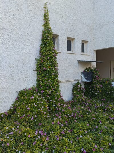 The image displays the exterior of a building wall extensively covered by a vibrant, flowering vine. The wall itself is a light, off-white or cream color, featuring a rough, textured finish, likely stucco or pebble dash.
On the left side of the frame, a dense green vine grows vertically up the wall, forming a tall, narrow, almost spire-like column that reaches high up, nearly to the top of the wall. This main column of vegetation spreads out towards the lower left, creating a significant mound of foliage that covers the base of the wall and extends onto the ground in the foreground. Another smaller section of the vine also covers a lower part of the wall to the right.
The vine is lush and green, with numerous small leaves. It is abundant with small, delicate flowers, predominantly in shades of light purple and pinkish-purple, often with lighter or white centers. Interspersed among these are a few white flowers and occasional pops of bright orange or yellow flowers, adding subtle contrast. The flowers are distributed throughout the vine, both on the tall vertical section and the extensive ground cover.
On the building wall, there are three rectangular windows with light-colored frames. One window is partially obscured by the main vine growth on the left. The other two are visible to the right of the vine, positioned slightly above a small, dark grey box-like fixture mounted on the wall. This fixture has a small, matching grey metal canopy or shelter extending above it, protecting it from above. Parts of this fixture and canopy are also being encroached upon by the spreading vine.
To the far right of the image, there is a recessed area or entryway, revealing a darker interior or doorway, partially visible behind the vine.
The lighting suggests a bright daytime scene, possibly late morning or early afternoon, with an even distribution of light, indicating either a slightly overcast sky or high sun. There are no people visible, and no discernible text is present in the image.