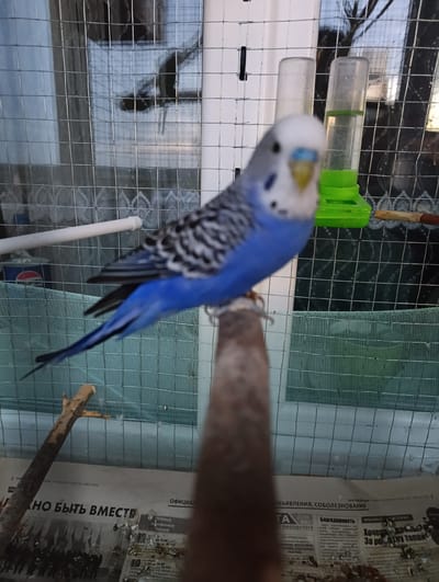 A budgerigar is perched on a wooden dowel inside a cage. The bird is predominantly blue and white with black markings on its wings. Behind the bird, a transparent plastic water dispenser with green liquid is visible, along with a white tube running horizontally across the cage. The cage is constructed with wire mesh. In the background, through the cage, is a blurry view of what appears to be a window or glass panel reflecting light and trees outside. The bottom of the image shows a section of newspaper with printed text, partially covering the floor of the cage. The scene appears to be indoors. The image was taken in Bialynichy, Belarus.