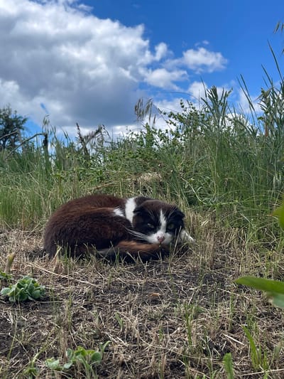 A brown and white cat rests in a patch of grass and dried vegetation. The sky, visible in the upper left, is blue with scattered white clouds. The location is identified as Popasne, Ukraine.
