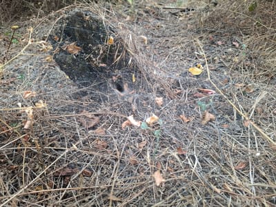 The image shows a close-up view of a natural outdoor scene, likely a forest floor or wooded area, in the vicinity of Topaly, Ukraine. A dark, moss-covered tree stump occupies the left side of the frame. A small, dark hole is visible in the ground near the base of the stump, surrounded by a delicate spiderweb. The ground is covered in dry, brown vegetation, including leaves, grass, and twigs, suggesting an autumn or dry season. Sparse, dry grasses and some small green shoots are also present. The overall impression is one of a slightly unkempt, natural environment. There are no people or animals visible in the image.