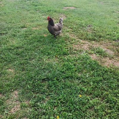 An adult hen stands in a grassy field. The hen is predominantly grey with a black neck and tail feathers. It has a red comb and wattle. The field is covered in green grass and scattered weeds, with some patches of bare earth. The scene is set outdoors during daylight hours. The location is Podlubovo, Russia.