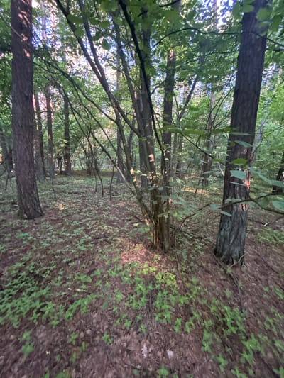 The image depicts a dense forest floor covered with a carpet of green seedlings and fallen leaves, with several tree trunks of varying thicknesses and heights dominating the scene. The trees have rough bark and their branches, sparsely populated with green leaves, crisscross overhead, allowing dappled sunlight to filter through. The ground slopes gently away from the viewer, and the overall impression is one of natural, untamed woodland. The scene is devoid of any human presence or activity. Based on the context provided, this forest is located within the Гудзевіцкі сельскі Савет in Belarus.