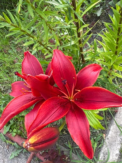 The media file captures a close-up, overhead view of a vibrant red lily in a garden setting. The lily is in full bloom, with several large, velvety petals unfurling outwards. The stamens and pistil are visible in the center of the flower, a darker shade of red with yellow anthers. Below the main bloom, another lily bud is partially visible, its outer petals a deep reddish-brown with hints of yellow at the tip.
The lily is surrounded by its own foliage, which consists of long, slender, bright green leaves growing from a thick, dark stem. The ground beneath the plant is a mixture of soil, grass, and some scattered small green plants. A rough, greyish-brown concrete or stone surface is visible in the upper right quadrant of the image, suggesting the edge of a path or patio. The lighting suggests it is daytime, with natural light illuminating the scene. There are small water droplets on some of the petals, hinting at recent rain or dew. The overall impression is one of natural beauty and a peaceful garden environment. No text is visible in the media file.