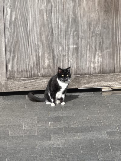 A black and white tuxedo cat is seated on dark grey rectangular paving stones in the city of Roeselare, Belgium. The cat's fur is primarily black on its head, back, and tail, with a white chest, belly, paws, and a white blaze on its muzzle. Its eyes are a bright yellow-green. The cat is positioned facing slightly to the right of the viewer, appearing alert. Direct sunlight illuminates the scene, casting a distinct shadow of the cat onto the paving stones to its right and rear. Behind the cat is a weathered, greyish-brown wooden fence or gate composed of vertical planks, with a horizontal support beam visible along its base. No other subjects or objects are present.