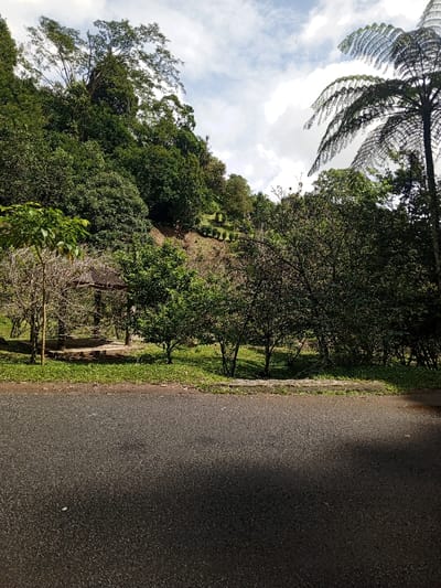 The image depicts a rural, vegetated landscape in Hinabangan, Philippines, under a partly cloudy sky. The foreground features a dark asphalt road surface, with its right half partially shaded. Immediately beyond the road, a strip of green grass precedes a more densely vegetated area. A small, multi-sided gazebo with a dark, pitched roof and stone or concrete base sits on the left, partially obscured by sparse, bare-branched trees and smaller trees with green foliage. To the right of the gazebo, additional small trees and dense shrubbery are present, with a lighter-colored, possibly stony, ground patch visible beneath them. In the background, a steep hillside rises, covered extensively with lush green trees and dense forest. A visible terraced section on the hillside shows rows of smaller plants or shrubs. On the far right, a large fern tree with distinctive fronds extends upward, partially silhouetted against the sky. No individuals or animals are present.