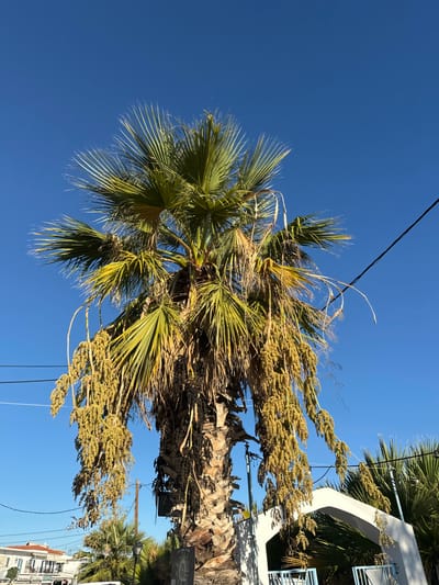 The image displays a large fan palm tree in Megalochori, Greece, captured from a low-angle perspective against a clear, bright blue sky. The central palm tree features a robust, textured trunk covered in remnants of old frond bases. Numerous pendulous clusters of small, yellowish-green, bead-like fruits or flowers hang densely from the tree's crown, extending downwards along the trunk. The green, fan-shaped fronds are spread across the upper portion, with some exhibiting yellowed tips. Two thin, dark utility wires are visible horizontally across the mid-ground against the sky. In the lower-right quadrant, a white stucco-style archway with a light blue metal gate is partially visible, flanked by smaller palm trees and green foliage. On the lower-left, indistinct white buildings with terracotta roofs, a utility pole, and a black, ornate lamppost are discernible in the background. A dark, rectangular plaque or sign is affixed to the lower trunk of the main palm tree. No individuals or specific actions are depicted.