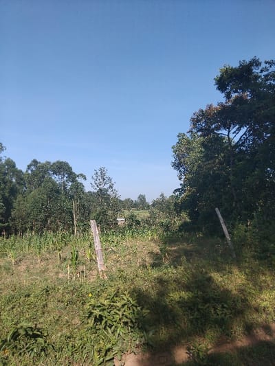 A landscape view reveals a dense forest bordering a field. The sky is a clear, pale blue, partially framed by verdant treetops. The field displays a mix of vegetation, including cultivated plants and wild grasses. Fencing materials, possibly wooden posts, are scattered throughout the field, suggesting a boundary or enclosure. A hint of soil is visible, indicating earth paths within the landscape.