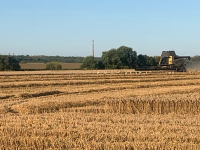 The image shows a combine harvester in a field of wheat, located in Korolivka, Ukraine. The field is golden brown, indicating the wheat is ripe for harvesting. Rows of cut wheat stalks are visible in the foreground, and the combine harvester is actively working in the background, leaving behind trails of cut stalks. Several white birds, possibly storks, are scattered throughout the field, some walking among the cut wheat. In the distance, a tall, slender industrial chimney with horizontal stripes can be seen against a clear blue sky. A line of trees borders the field in the middle ground, and beyond that, some buildings and power lines are faintly visible. The overall scene depicts agricultural activity during harvest season under clear weather conditions.