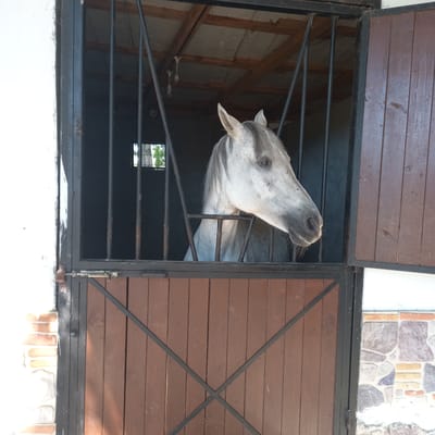 A white horse with grey speckles and a grey mane peeks its head out of a stable. The horse's head and neck are visible, looking to the right. The stable has a dark metal gate with vertical bars, and the lower part of the stable door is made of wooden planks. The background of the stable appears dark. To the left of the stable door, there is a white wall with some visible brickwork. To the right of the door, there is a section of wall decorated with colorful, irregularly shaped stones. The image appears to be taken outdoors on a sunny day. The scene is located in the city of Çatalca, Turkey, in a rural or semi-rural setting.