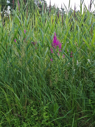A dense thicket of tall green reeds with some purple flowers interspersed dominates the frame. The reeds vary in height, with some reaching towards the top of the image and others forming a lower, ground-level layer of foliage. The background is obscured by the reeds, but hints of trees and a pale sky are visible through the gaps. The scene appears to be a natural wetland or waterside environment, possibly located in a park or natural area within the city of Neva, Russia. No people or animals are visible in the image.