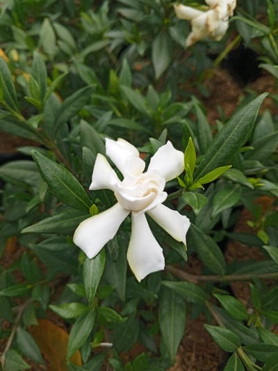 The image displays a fully bloomed white gardenia flower centered amidst dark green foliage. The flower features seven distinct, broad white petals with slightly wavy edges, radiating from a tightly curled, cream-colored central whorl. A faint yellow hue is visible at the very base of some petals near the center. Surrounding the flower are numerous ovate, glossy, dark green leaves varying in size and orientation, densely covering the foreground and background, which appear slightly out of focus. A few nascent light green leaf buds are visible near the flower's stem. In the blurred background, hints of dark brown, possibly soil or potting mix, are discernible. There are no people, objects, actions, or interactions depicted. The scene is located in Weintiapa, Liberia.