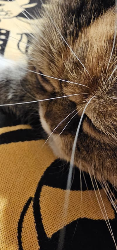 This is a close-up, eye-level, indoor shot of a tabby cat's face, resting on a yellow and black striped patterned surface, likely a blanket or cushion. The cat's fur is a mix of brown, black, and white. Its white whiskers are prominent and fanned out. The cat's eyes are not visible in this cropped image. The background pattern consists of thick black stripes on a textured yellow surface, suggestive of a woven fabric. The lighting is even and natural, highlighting the texture of the cat's fur and the fabric. The image does not contain any identifiable elements that would suggest a specific location within the city of Dogato, Italy.