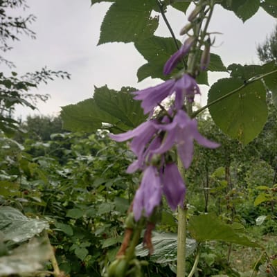 A close-up, eye-level shot focuses on a stem with several purple bell-shaped flowers hanging downwards. The flowers are out of focus, with the stamens and pistils visible in some. The stem is green and slightly fuzzy. Large, serrated green leaves are present in the foreground and midground, some with visible water droplets and small brown spots. In the background, a dense thicket of green foliage and trees is visible under an overcast sky. The overall impression is of a natural, outdoor setting in a rural or wild area, possibly a garden or woodland. The specific location in Петропавловка, Kyrgyzstan is not visually evident from the image itself. There are no people or animals present.