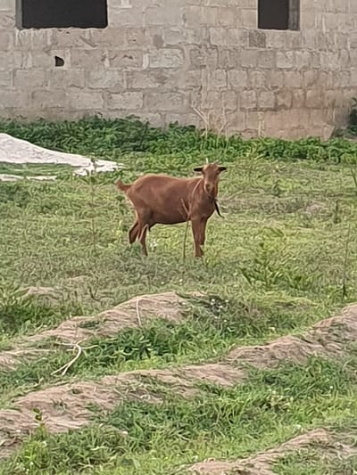 The image depicts a brown goat standing in a grassy field near a stone building with a window. The location is Bana Stream, Nigeria. The goat is the primary subject of the image. The field consists of a pattern of rows, possibly indicating cultivated crops. The environment is rural with both natural and man-made elements present.