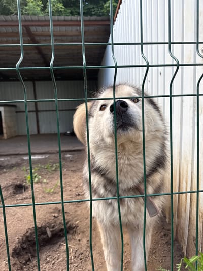 In Tri Ozera, Russia, a husky-like dog stands behind a green wire fence, looking upwards. The dog has a light-colored coat with dark grey markings. Behind the dog, an enclosure with a corrugated metal roof and walls is visible, with a dog house in the background. The ground is dirt with some sparse vegetation. The scene appears to be an outdoor dog kennel or shelter.