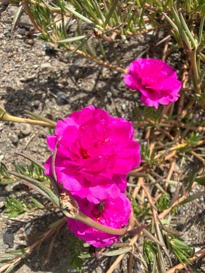 The image shows three bright pink moss rose flowers blooming in a patch of ground with scattered foliage and small stones. The flowers are the main subject, with one large bloom dominating the foreground and two smaller blooms clustered nearby. The foliage appears to be succulent-like, with small, needle-shaped leaves. The ground is a mix of sandy soil and small pebbles. The location is not discernible from the image itself, and there is no information to suggest it is in Uleereuleung, Indonesia.