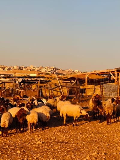 The image shows a flock of sheep gathered in a pen with a rural settlement in the background. The sun is low in the sky, casting long shadows and illuminating the scene with a warm, golden light, suggesting either sunrise or sunset. The ground is covered with gravel and dirt. The pen is constructed with wooden posts and wire fencing, with some tarps providing shade over structures within. In the middle ground, the settlement of Keidar, located in the Palestinian Territories, is visible on a hillside, with buildings and infrastructure indicating a populated area. The sheep are of various colors, including white, brown, and black, and some have distinct markings. They appear to be standing, resting, or milling about within the enclosure. No people are visible in the immediate vicinity of the sheep.